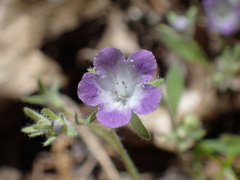 Phacelia davidsonii