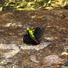 Gorgopas trochilus