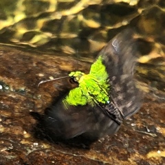 Gorgopas trochilus
