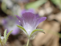 Phacelia davidsonii
