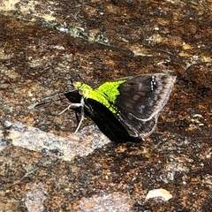 Gorgopas trochilus