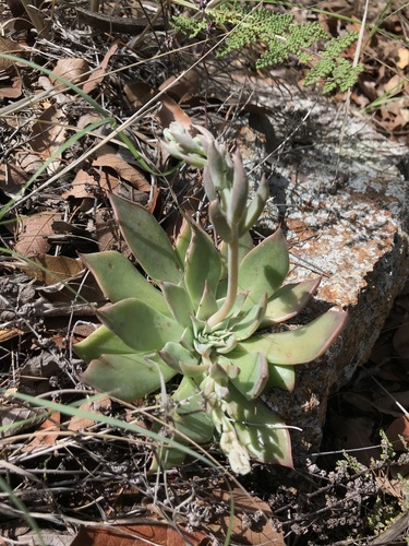 Image of Graptopetalum bartramii by (c) Sue Carnahan, some rights reserved (CC BY)