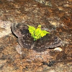 Gorgopas trochilus