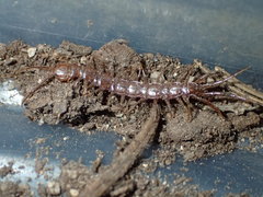 Bothropolys positivus