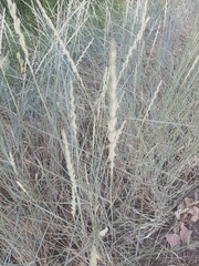 Thinopyrum intermedium