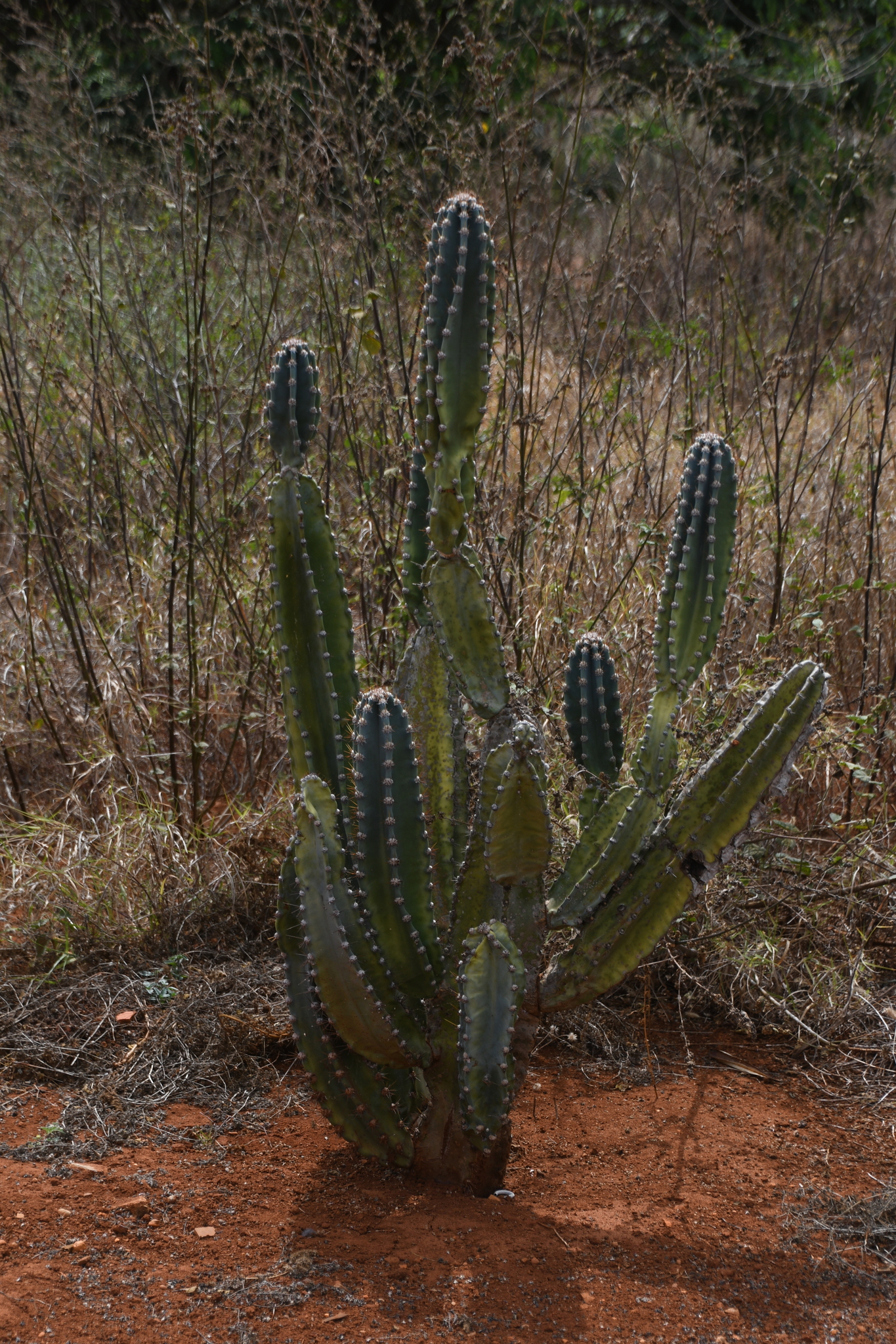 Cereus jamacaru