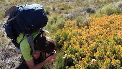 Protea effusa