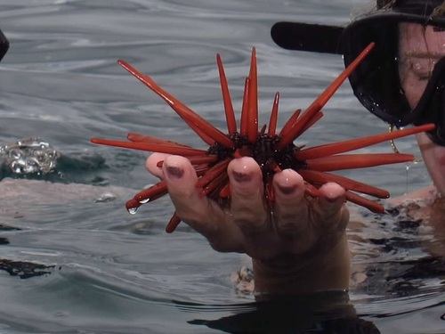 Photo of Slate Pencil Urchin (Heterocentrotus mammillatus)