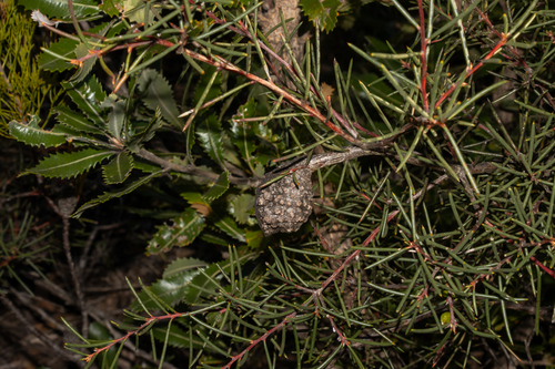 Hakea pachyphylla, photograph 3