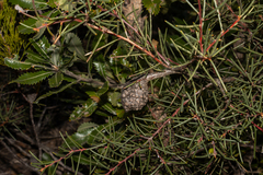 Hakea pachyphylla, photograph (c) T. Hammer, some rights reserved (CC BY)