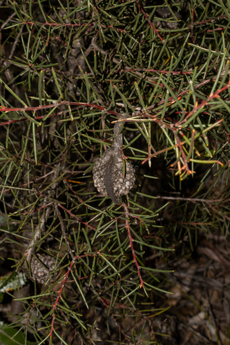 Hakea pachyphylla, photograph 2