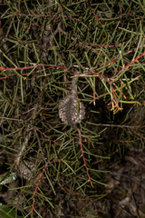 Hakea pachyphylla, photograph (c) T. Hammer, some rights reserved (CC BY)