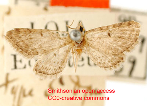 Eupithecia minucia