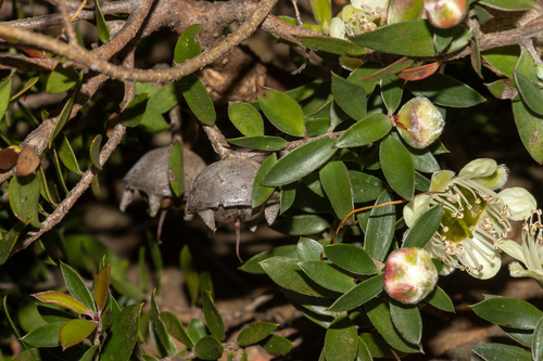 Leptospermum macrocarpum, photograph 3