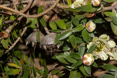 Leptospermum macrocarpum, photograph (c) T. Hammer, some rights reserved (CC BY)