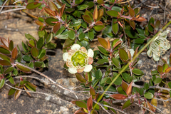 Leptospermum macrocarpum, photograph (c) T. Hammer, some rights reserved (CC BY)