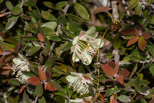 Leptospermum macrocarpum, photograph 2