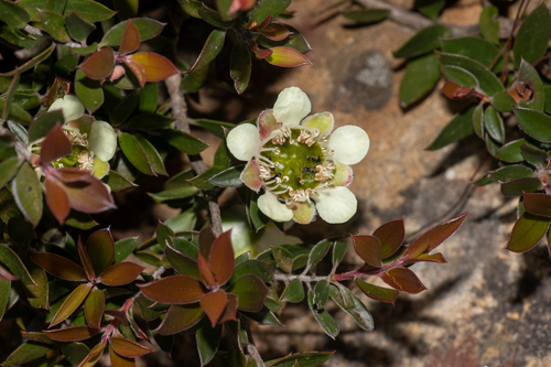 large-fruited tea tree (Leptospermum macrocarpum)