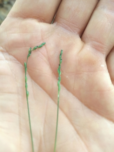 Image of Entolasia stricta by no rights reserved