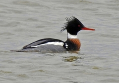 Mergus serrator