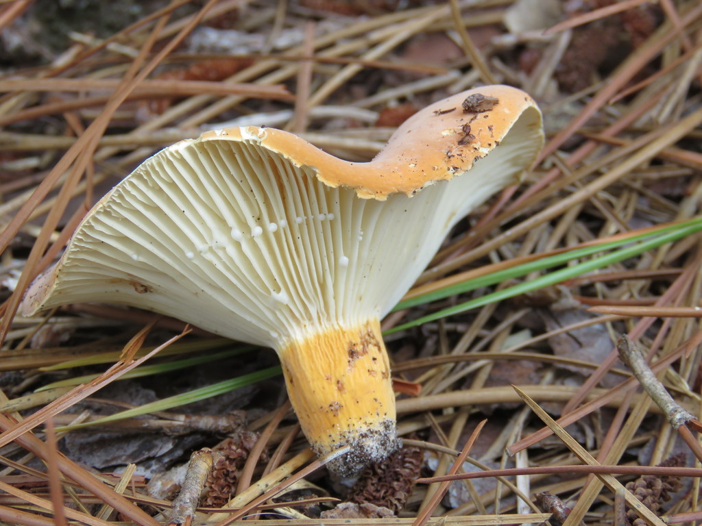 Lactifluus
