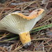 Lactifluus - Photo (c) Alan R. Biggs, some rights reserved (CC BY-NC-ND), uploaded by Alan R. Biggs