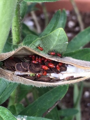 Oncopeltus fasciatus