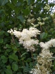 Filipendula