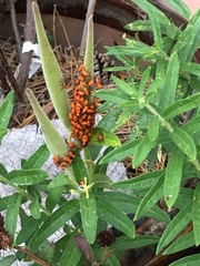 Oncopeltus fasciatus