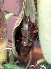 Oncopeltus fasciatus