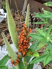 Oncopeltus fasciatus