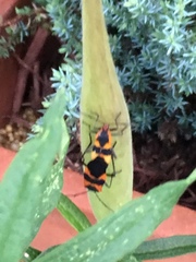 Oncopeltus fasciatus