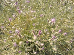 Centaurea virgata squarrosa