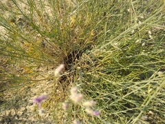Centaurea virgata squarrosa