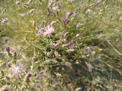 Centaurea virgata squarrosa