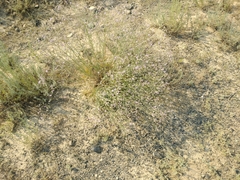 Centaurea virgata squarrosa