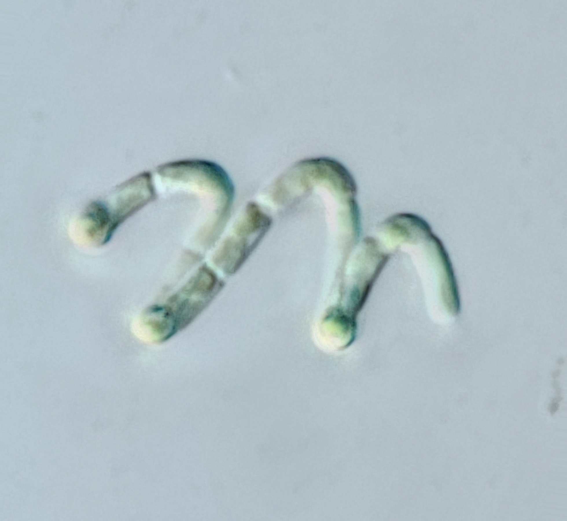 Prasiolaceae