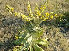 Verbascum songaricum