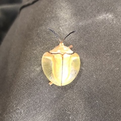 Paraselenis brunnidorsis
