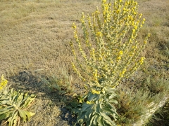 Verbascum songaricum