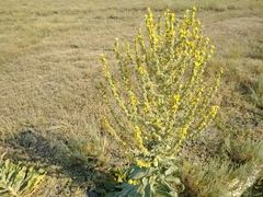 Verbascum songaricum