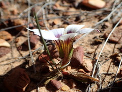 Romulea hallii