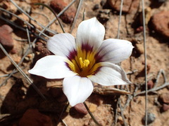 Romulea hallii