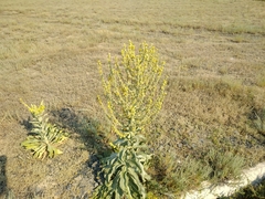Verbascum songaricum