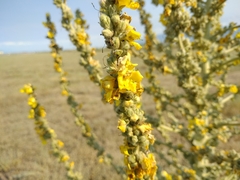 Verbascum songaricum