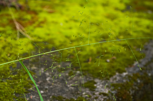 Image of Panicum bisulcatum by (c) WATANABE Hitoshi 渡辺仁, some rights reserved (CC BY)
