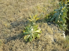 Verbascum songaricum