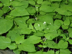 Circaea alpina pacifica