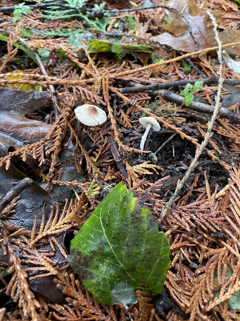 Deep Duff Olive Shaggy Parasol from Randle, WA, US on October 31, 2024 at 03:32 ...