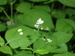 Circaea alpina pacifica